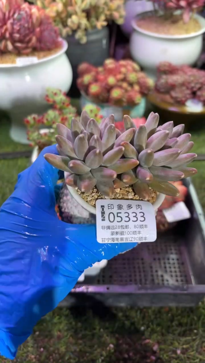 【闪购商品】05333脱土带盆