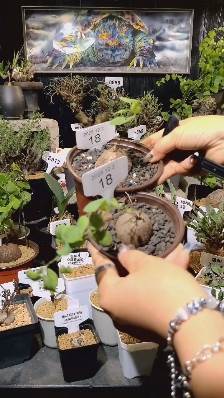 18号1202福利南非龟甲龙买一送一