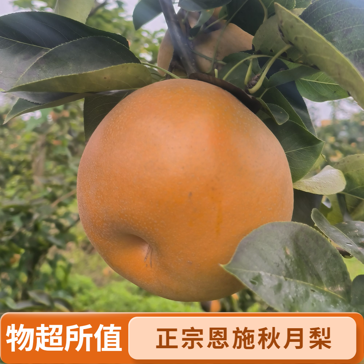 恩施特色应季新鲜水果金果梨秋月梨甜润多汁正宗梨子秋梨