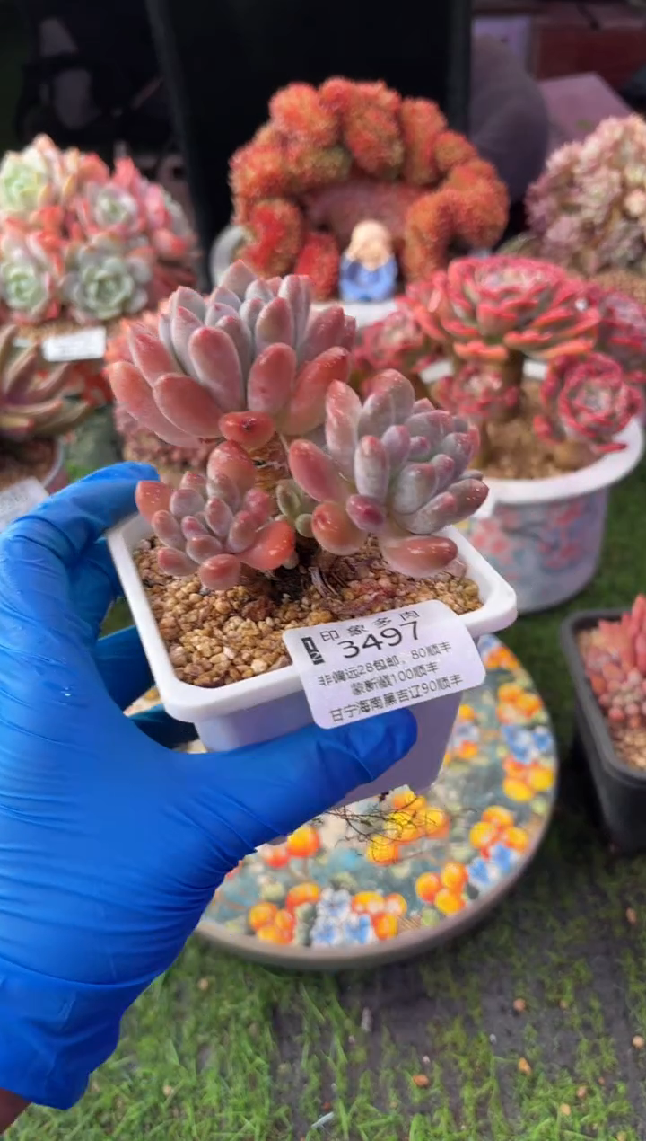 昆明印象多肉3497