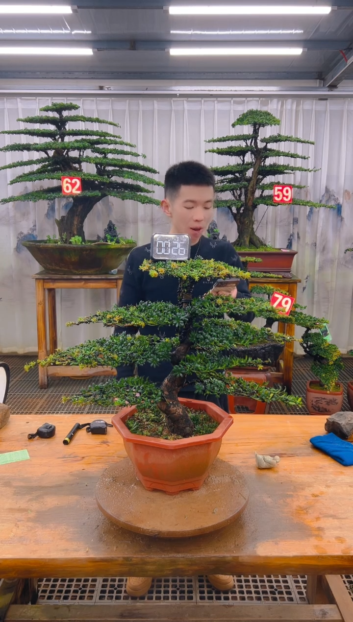 无花朵精品盆景直播间一物一拍