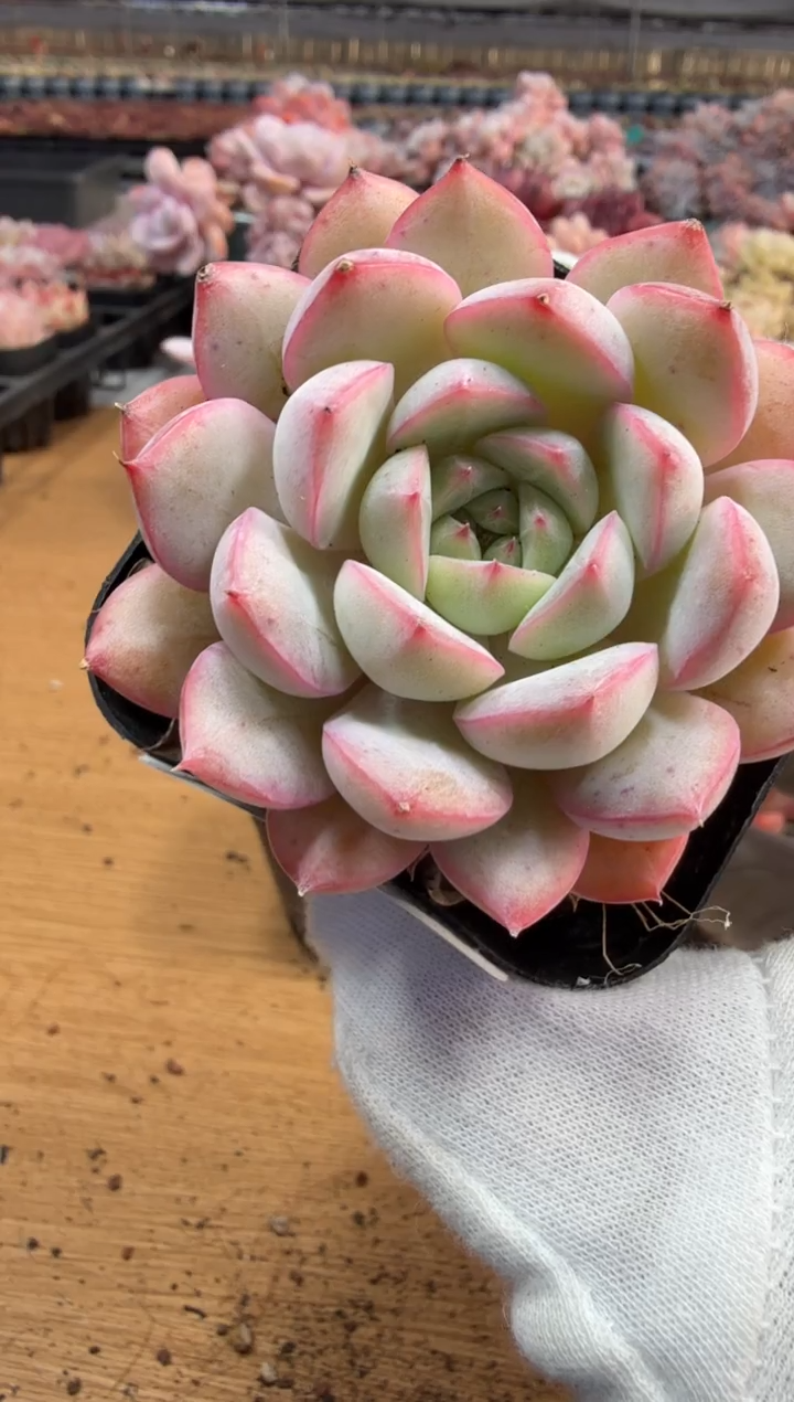 东云多肉园三店-201