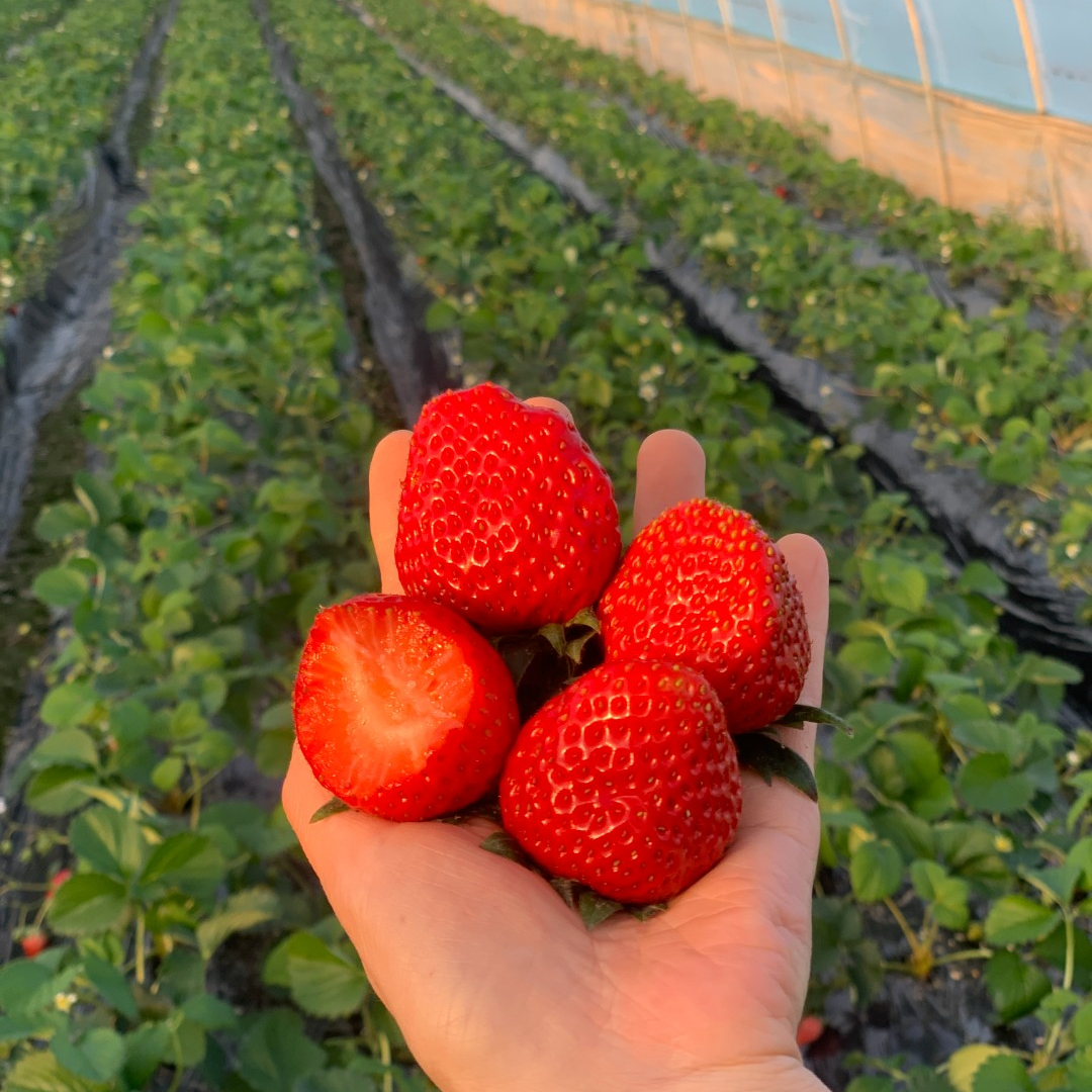 本地红颜草莓 个大香甜 约300-500g/盒