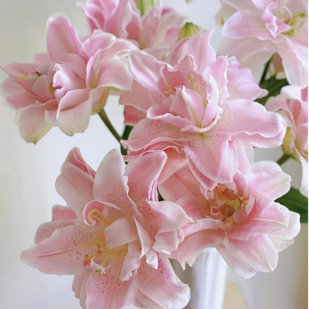 【重瓣】香水百合种球 基地自培春百合种球