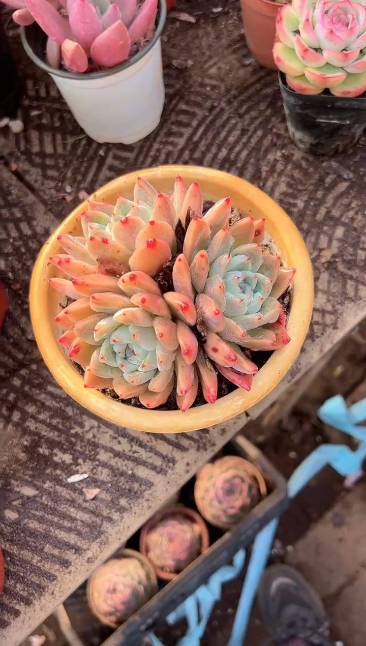 用****0多肉植物一物一拍07255