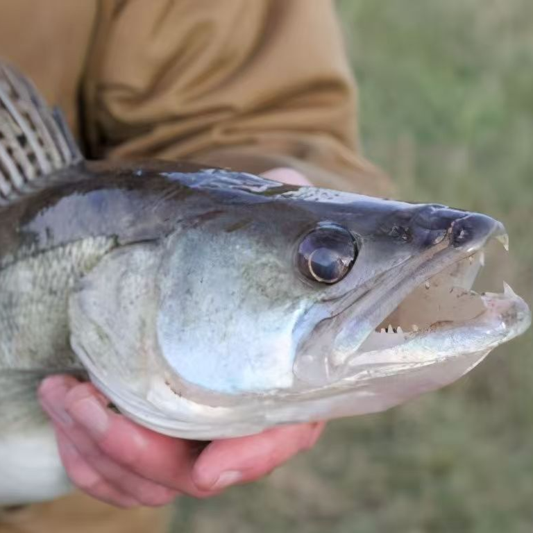 20-23cm梭鲈1条包邮包活路亚观赏新手可养吃鱼虾不跳缸冷水鱼