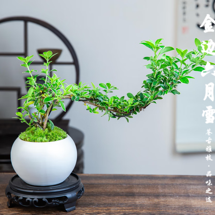 悬崖金边六月雪陶瓷盆造型绿植精致盆栽盆景中式客厅摆件美观好养