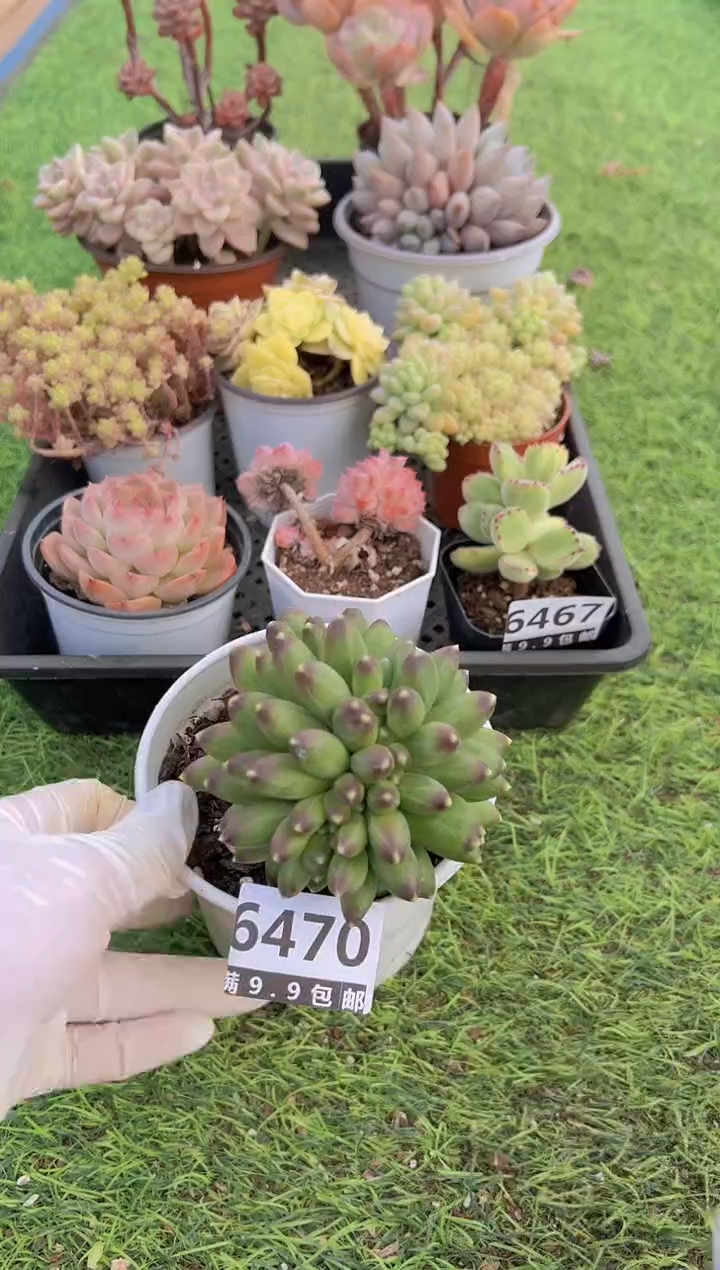 【闪购商品】信福多肉一物一拍