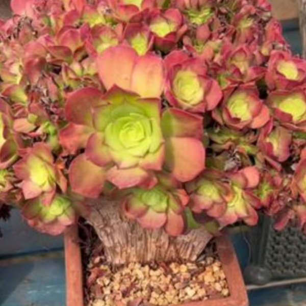 加州香炉盘精品多肉 新手好栽 好养 云南昆明发货