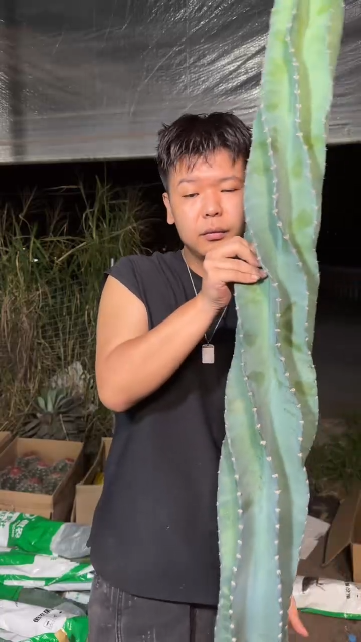 高80-100cm 秘鲁苹果【无根】
