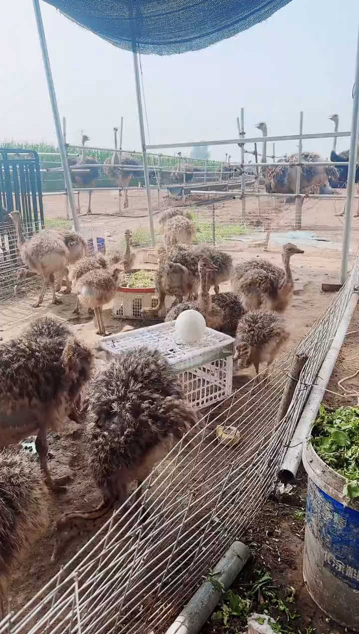 文鸟1枚鸵鸟蛋顺丰包邮