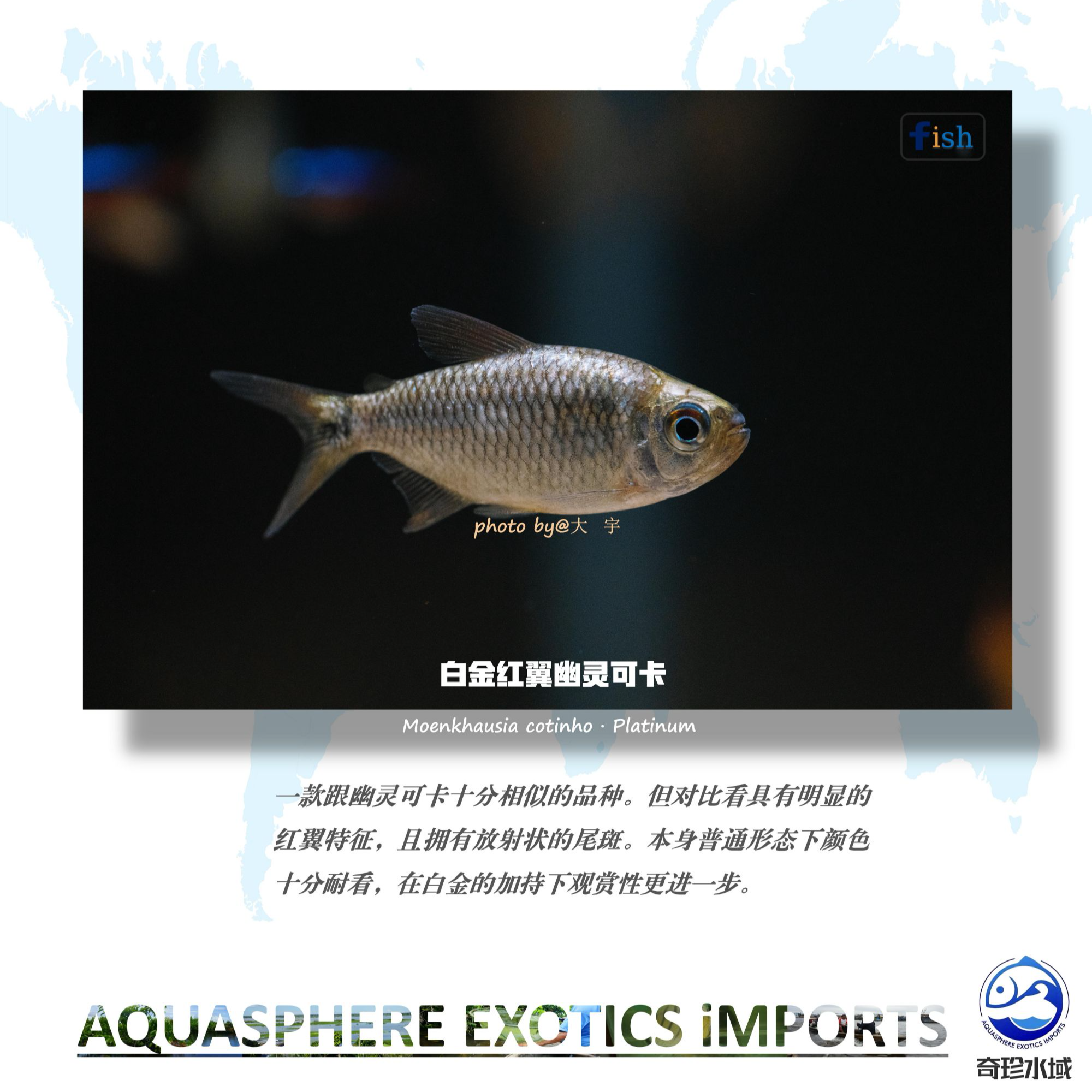 【奇珍水域】白金红翼幽灵可卡