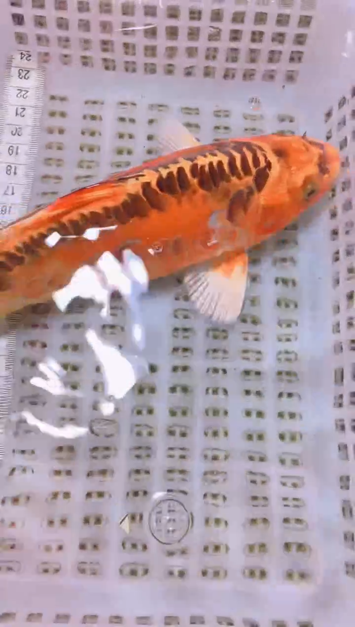 锦鲤冷水观赏鱼全场包邮84