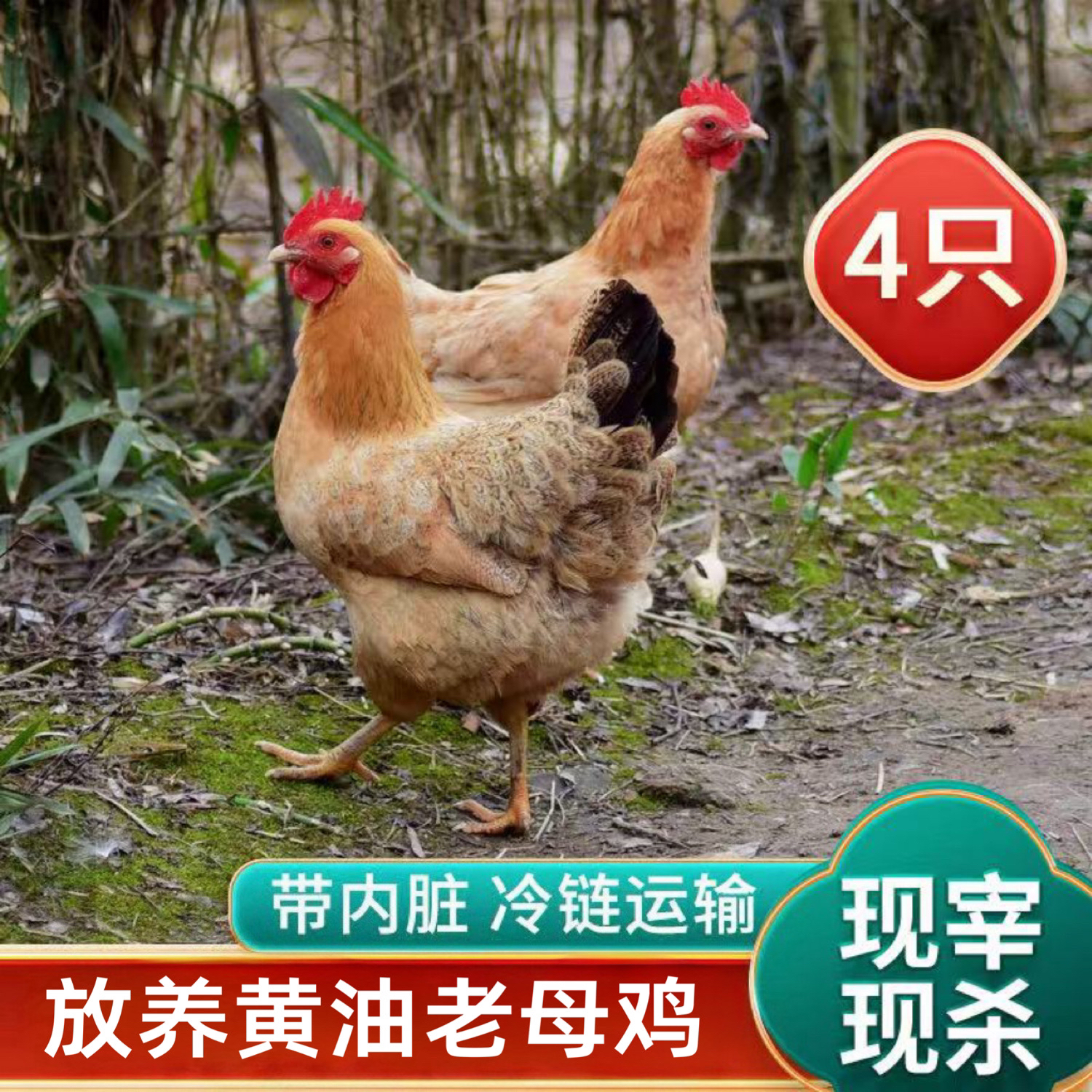【胖丫家】买3送1 黄油老母鸡带内脏 到手共4只净重10-11斤试吃一只