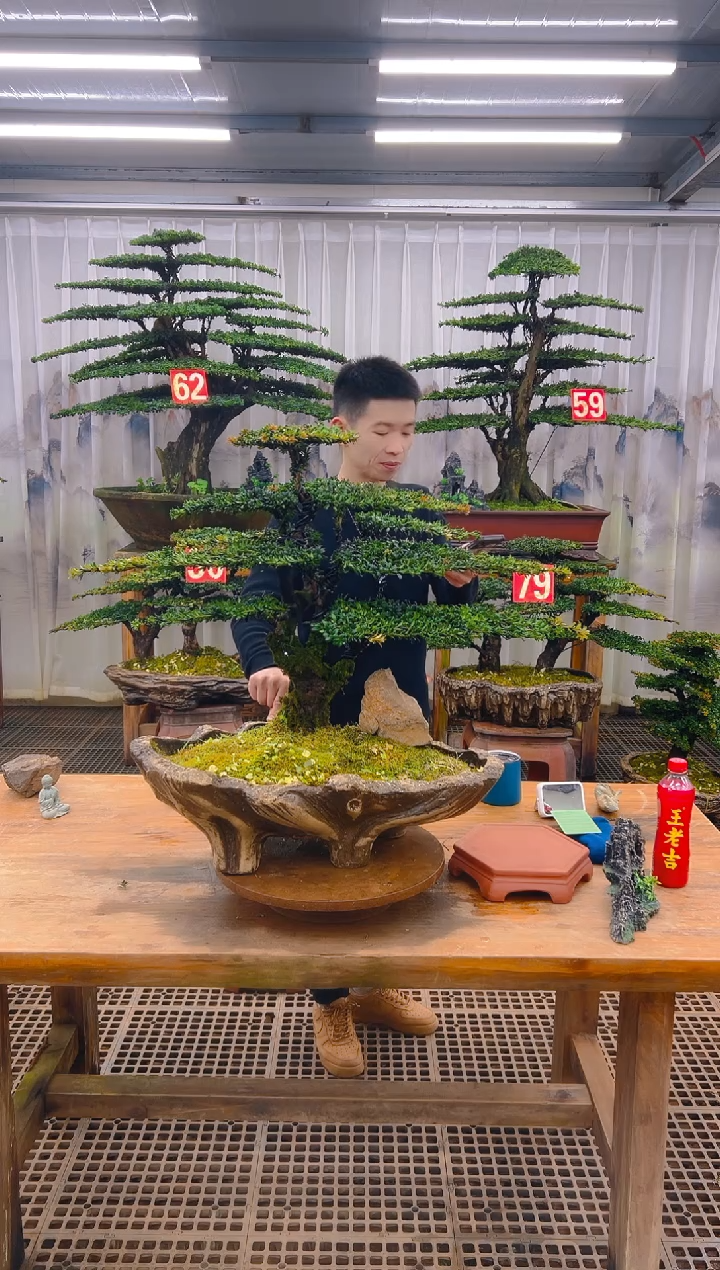无花朵林**叔精品盆景直播间一物一拍