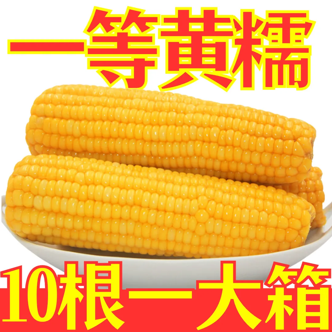 A【整箱10根 试吃两根】真空包装精品黄白粒玉米颗粒饱满非转基因