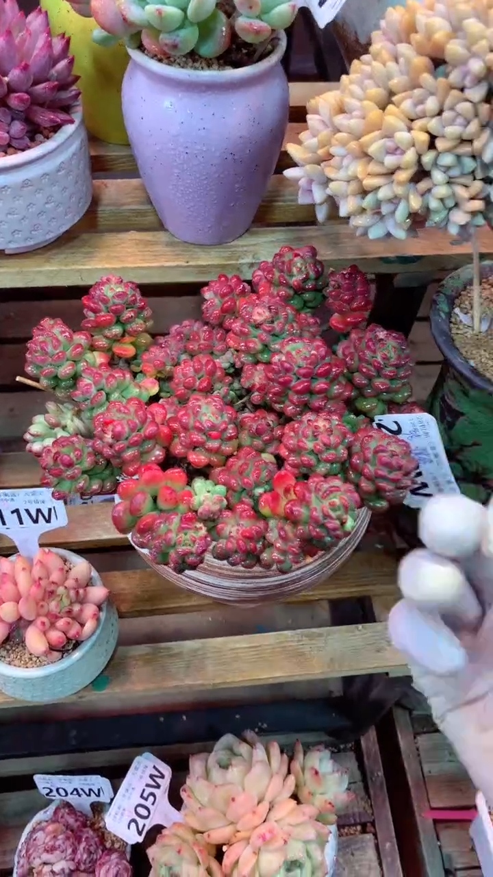 212W（一物一拍，精品多肉，w所见即所得 ）