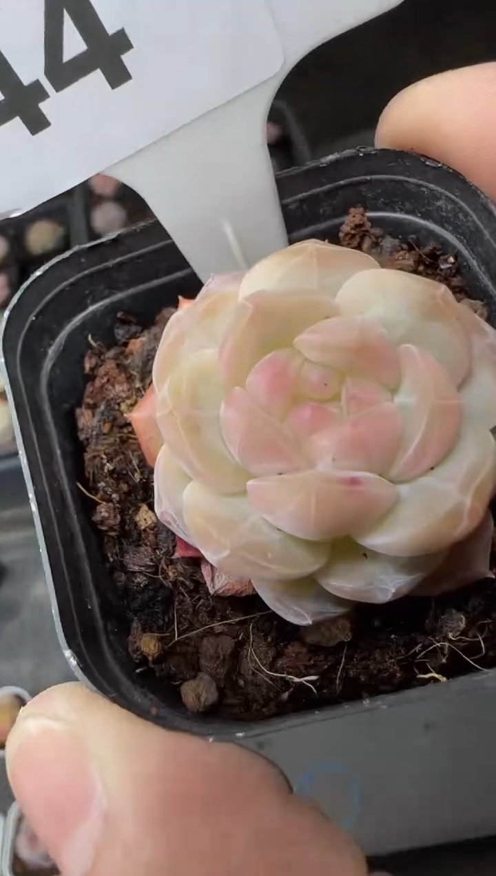 【闪购商品】一物一拍0217—44