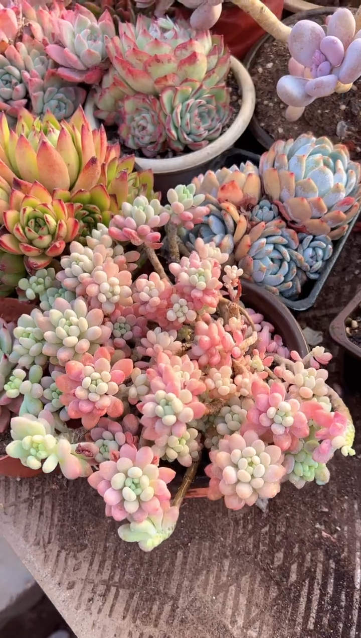 小**矣多肉植物一物一拍09291