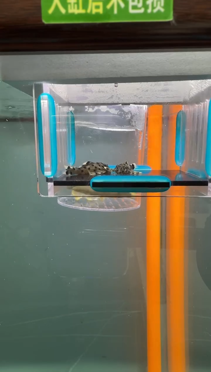 清道夫鱼027号264入缸不包损录制完整开箱视频4.3厘米