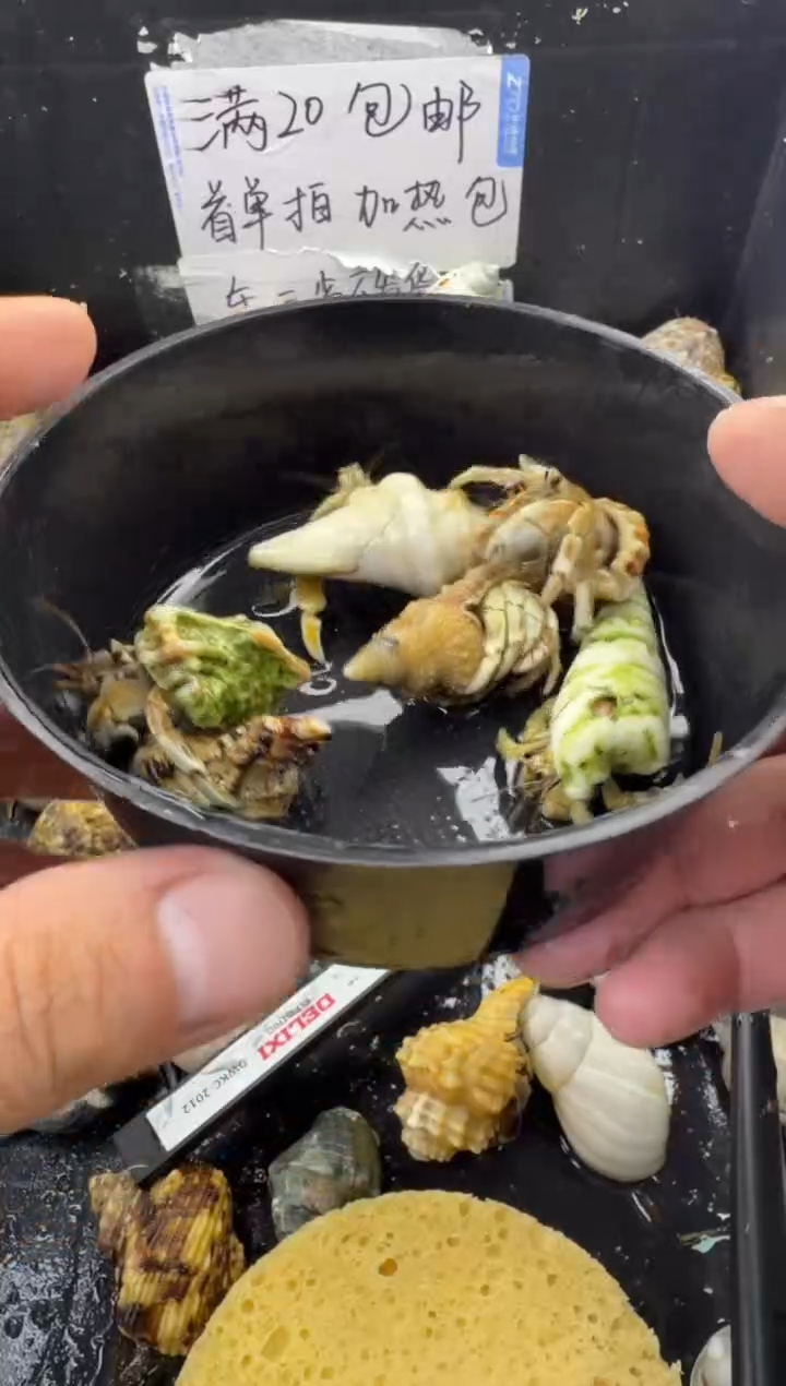 不理不拉六只包活到手三只，不包全品