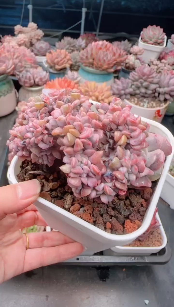 【闪购商品】2946.