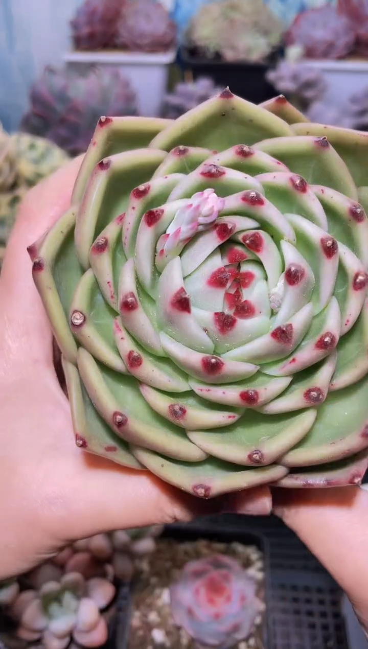 【闪购商品】212蓝龙多肉