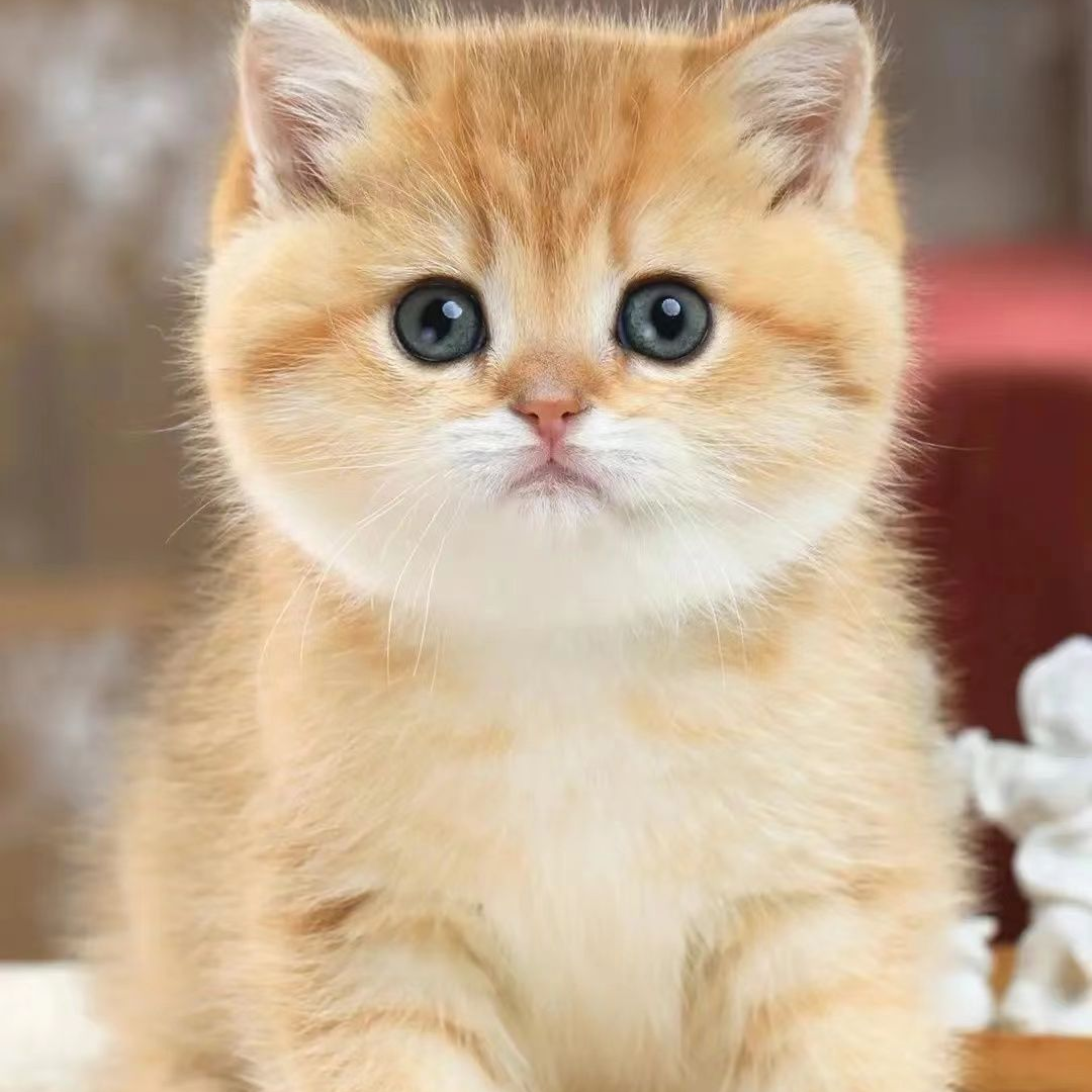 金渐层银渐层布偶猫美短蓝猫蓝白直播间一对一挑选多品种缅因猫