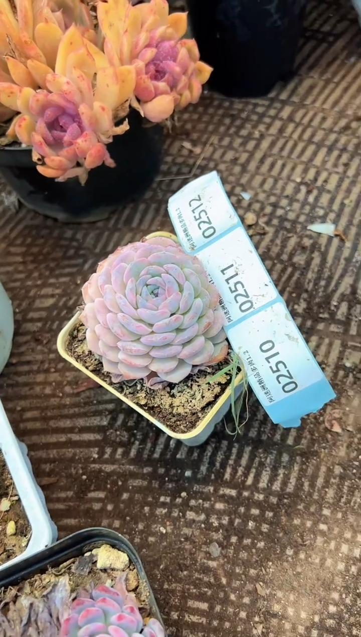 /****）多肉植物一物一拍02512