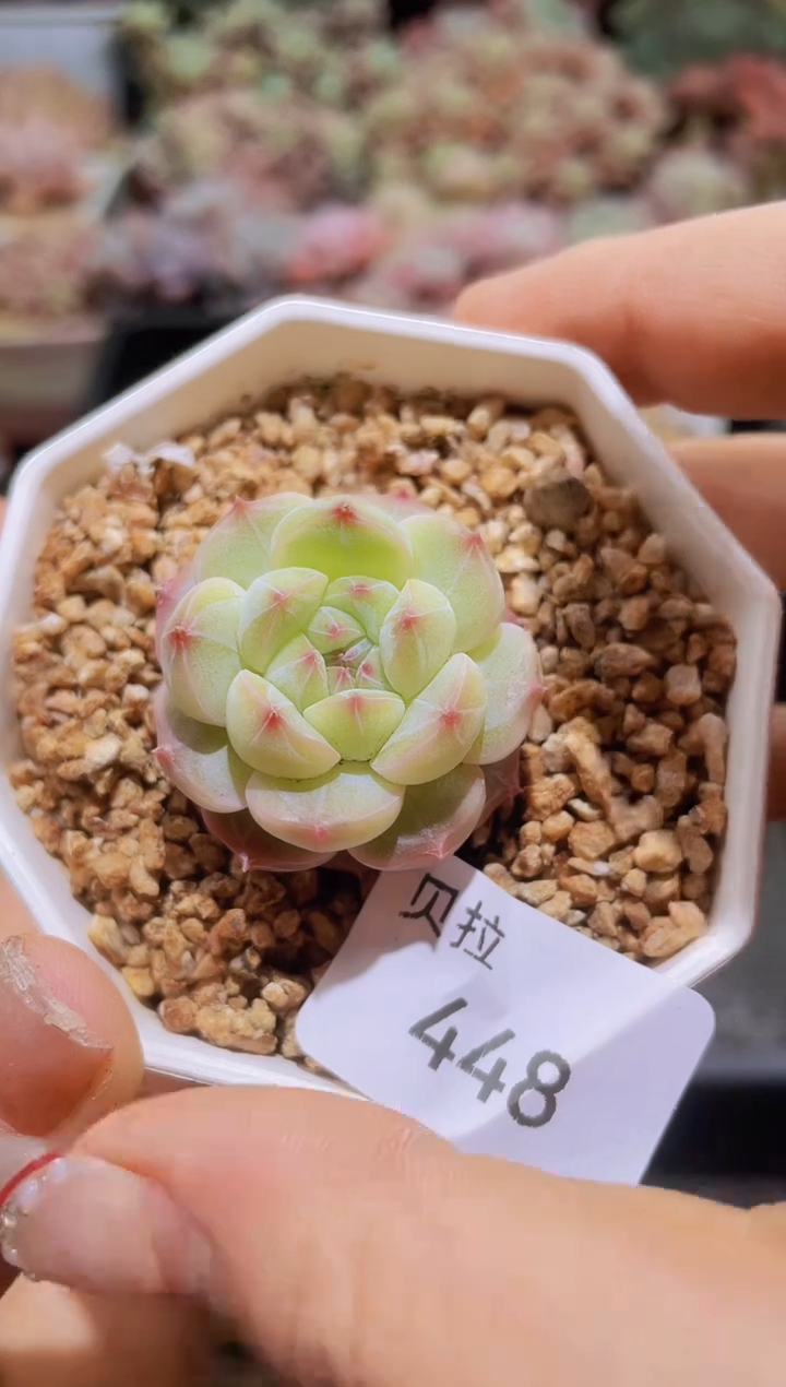 【闪购商品】448绿体钻石