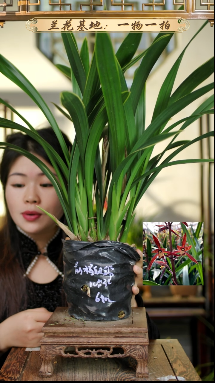 完全开放黄荷奇2苗1花苞