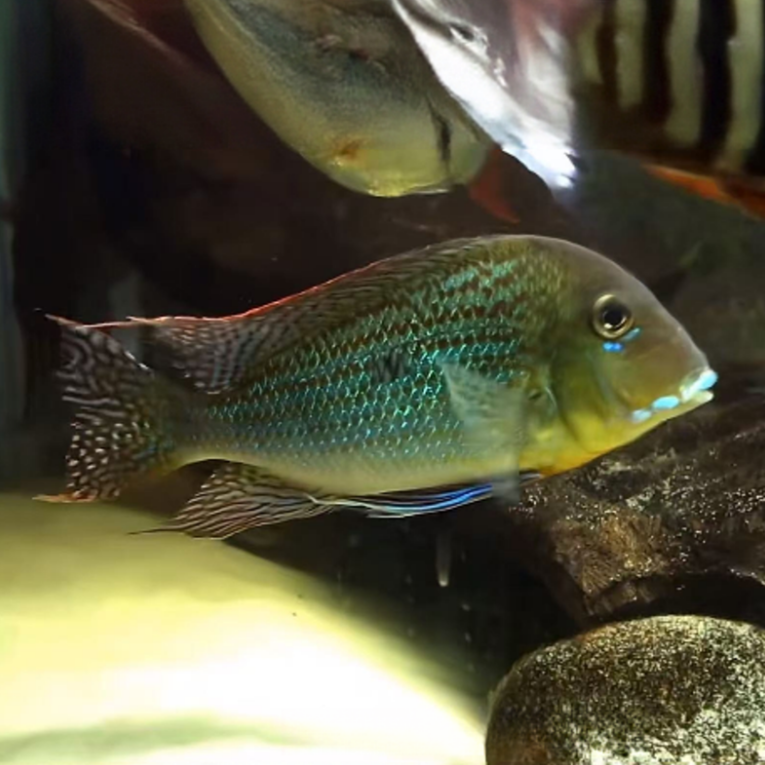 【老吴精选好物】尼姆宾金头鱼