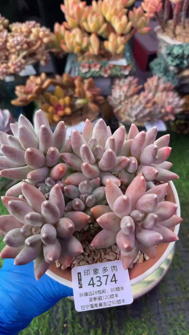昆明印象多肉4374