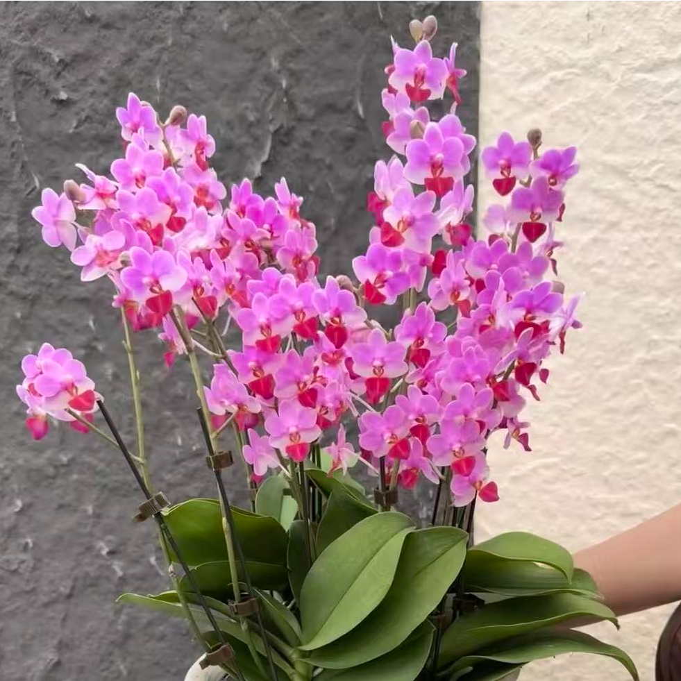 超能爆花小花型【刘氏天使】蝴蝶兰花卉
