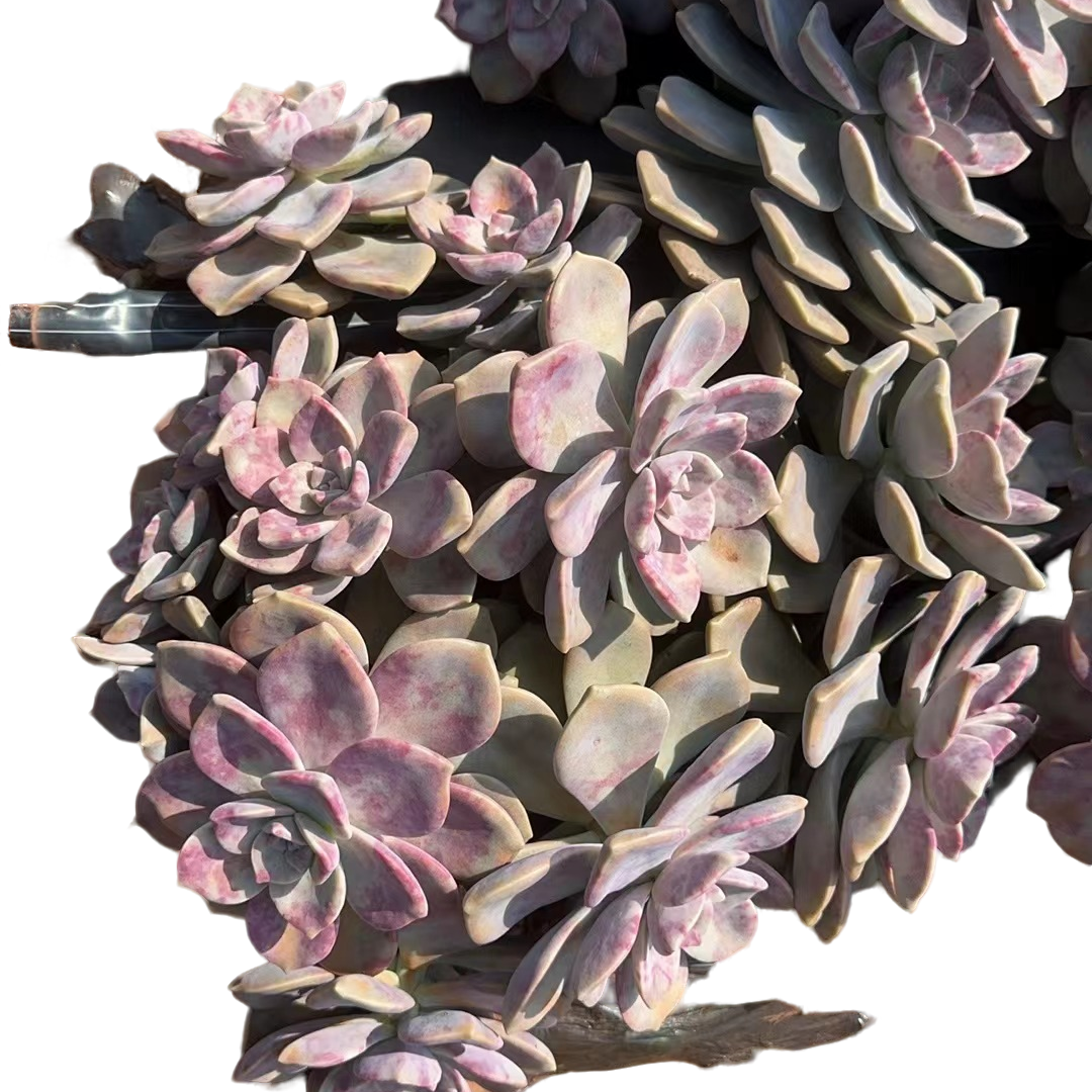 精品多肉植物  紫乐