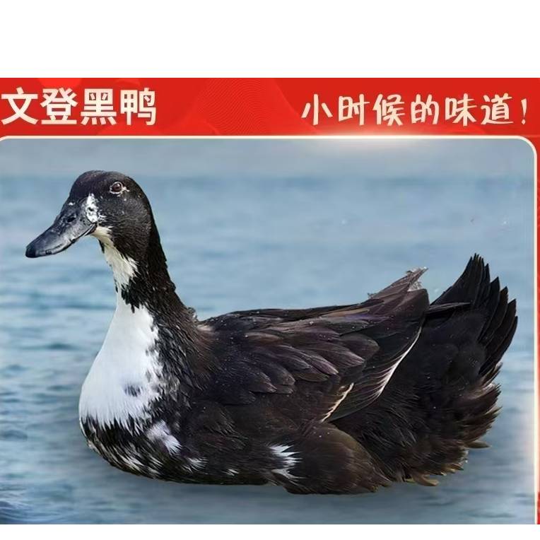 买一送一【文登黑鸭 】 老品种 土鸭子【 海岛散养】