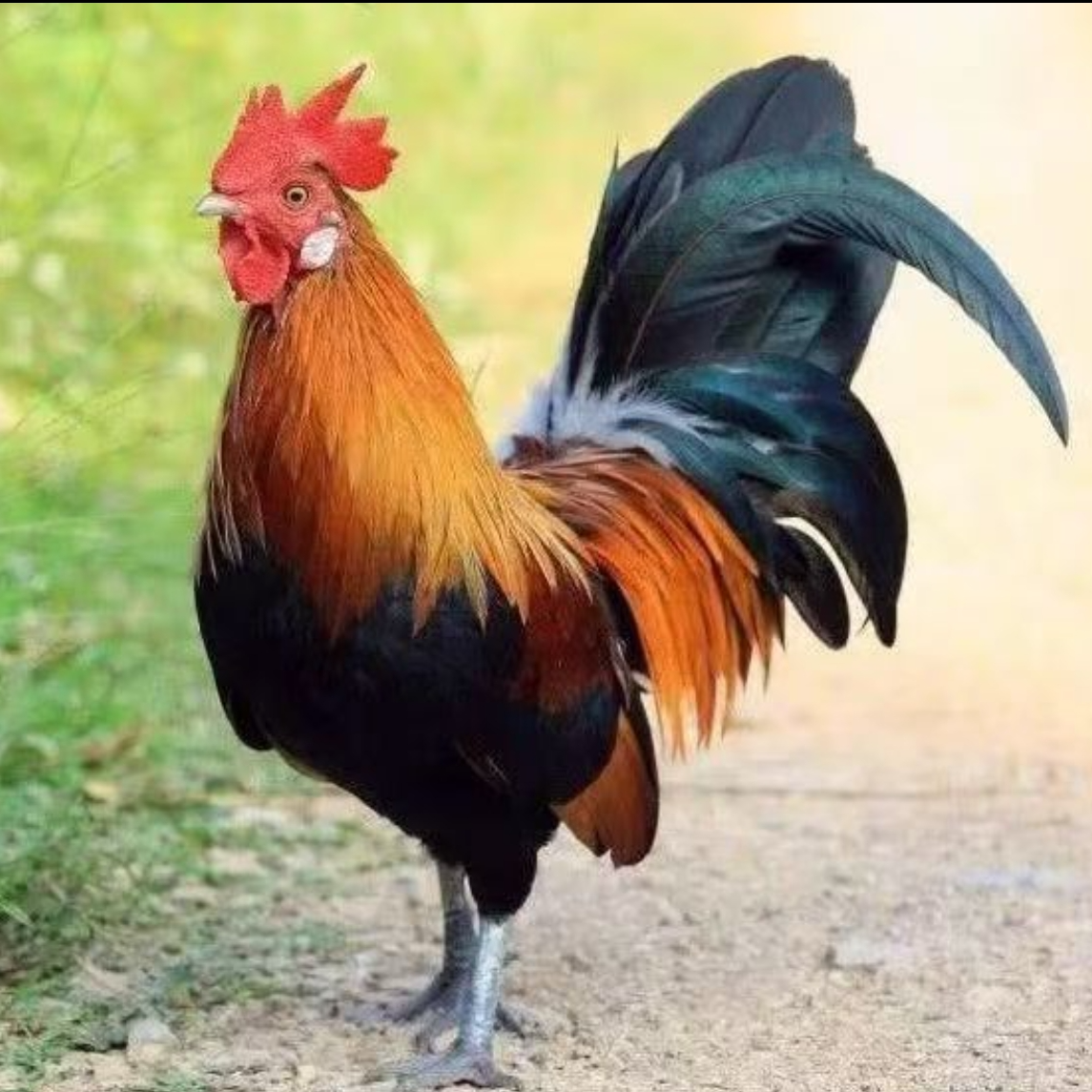 农户自家散养大公鸡