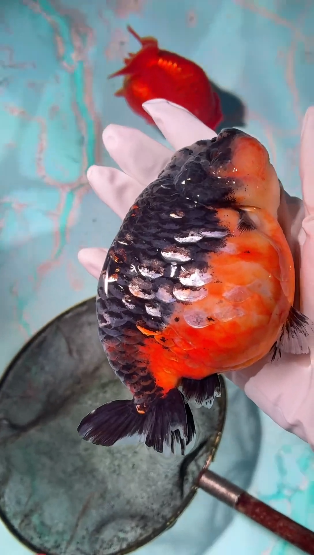 金鱼（运费到付，马印灯下展示）福州追鱼兰寿金鱼