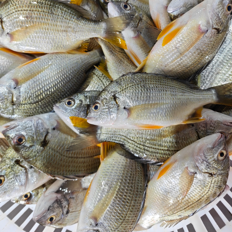 （强仔呀）黄翅鱼 黄角立 小朋友辅食鱼 肉嫩肉鲜 3-4条包 450克包