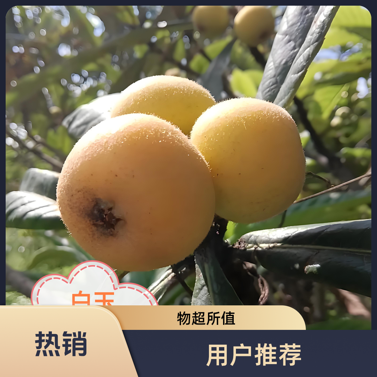 白玉枇杷苗适合种植基地直发