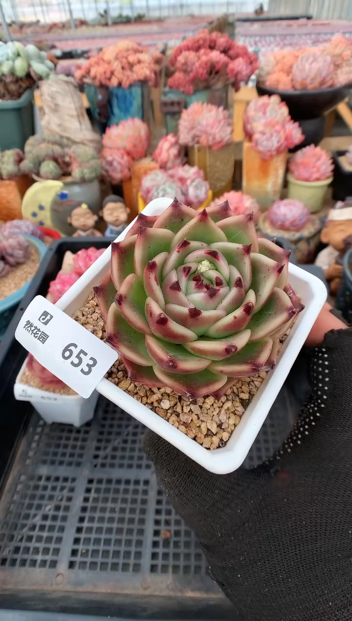 【闪购商品】653超龙一物一拍