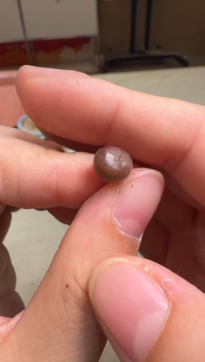 6-276多肉植物肉锥