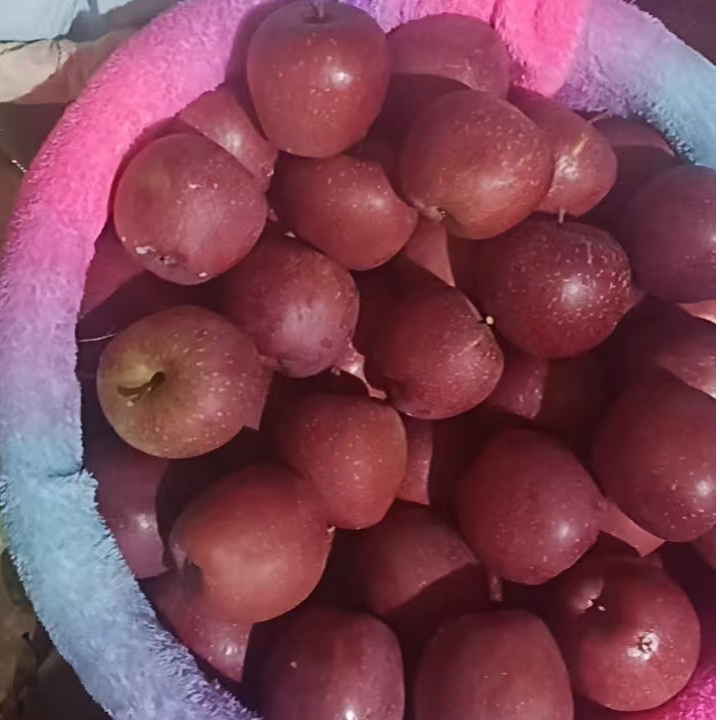 苹果应季水果新鲜苹果产地现发