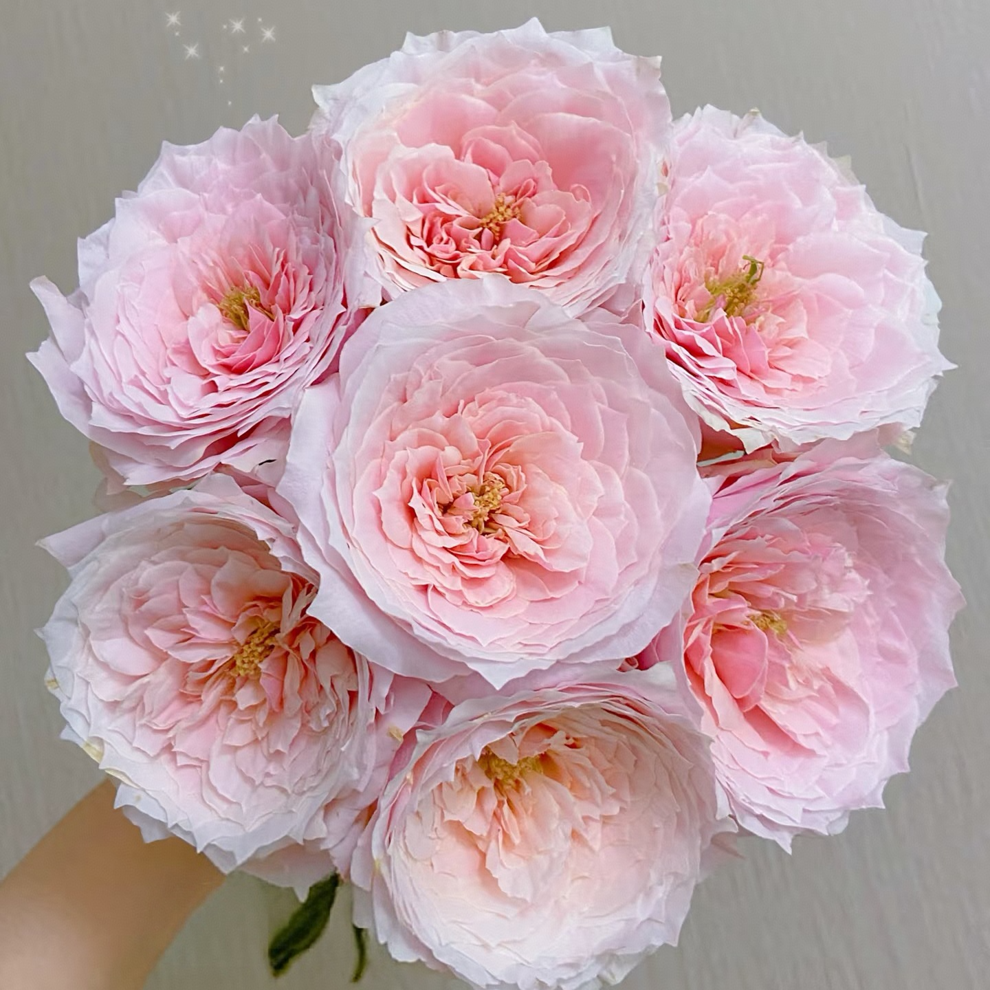 【独鬏鬏优选】A级鲜花 [小粉兔] 玫瑰 高级浪漫顺丰冷链配送