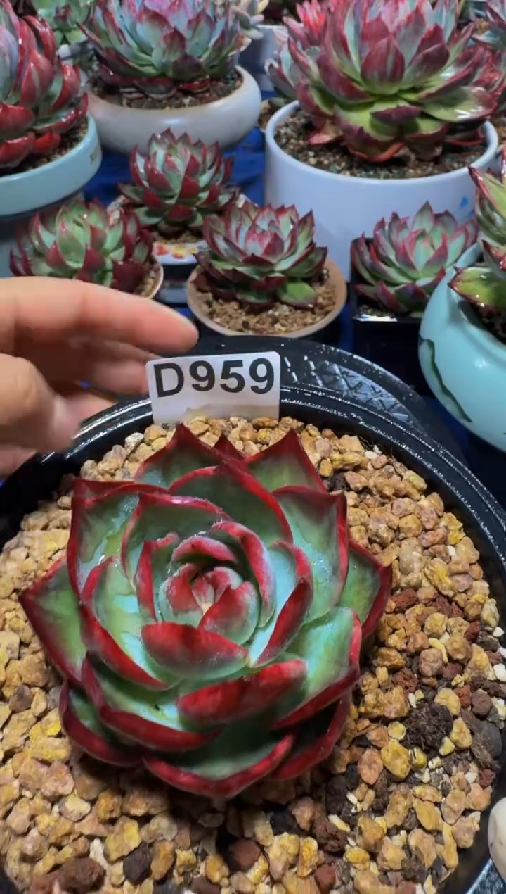 D959惊鸿仙子（裸根发货）