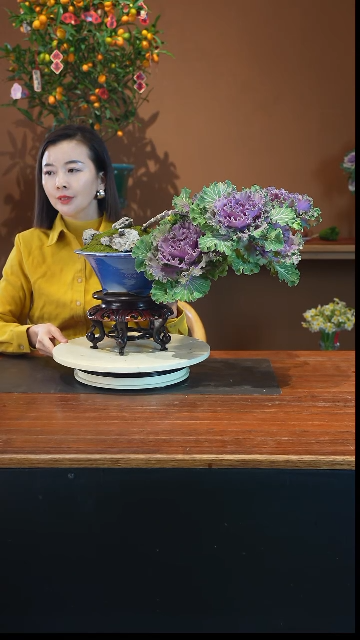 全部花朵羽衣甘蓝盆景盆景