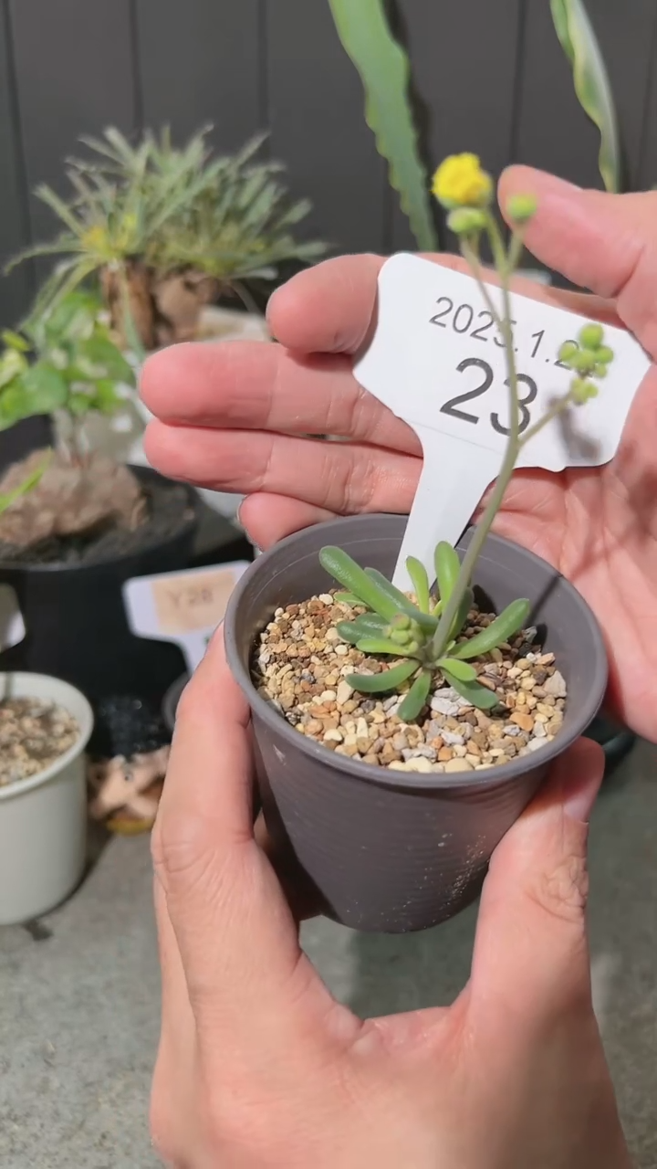 【闪购商品】何丽厚敦菊（叶和花损不保）1.22.23