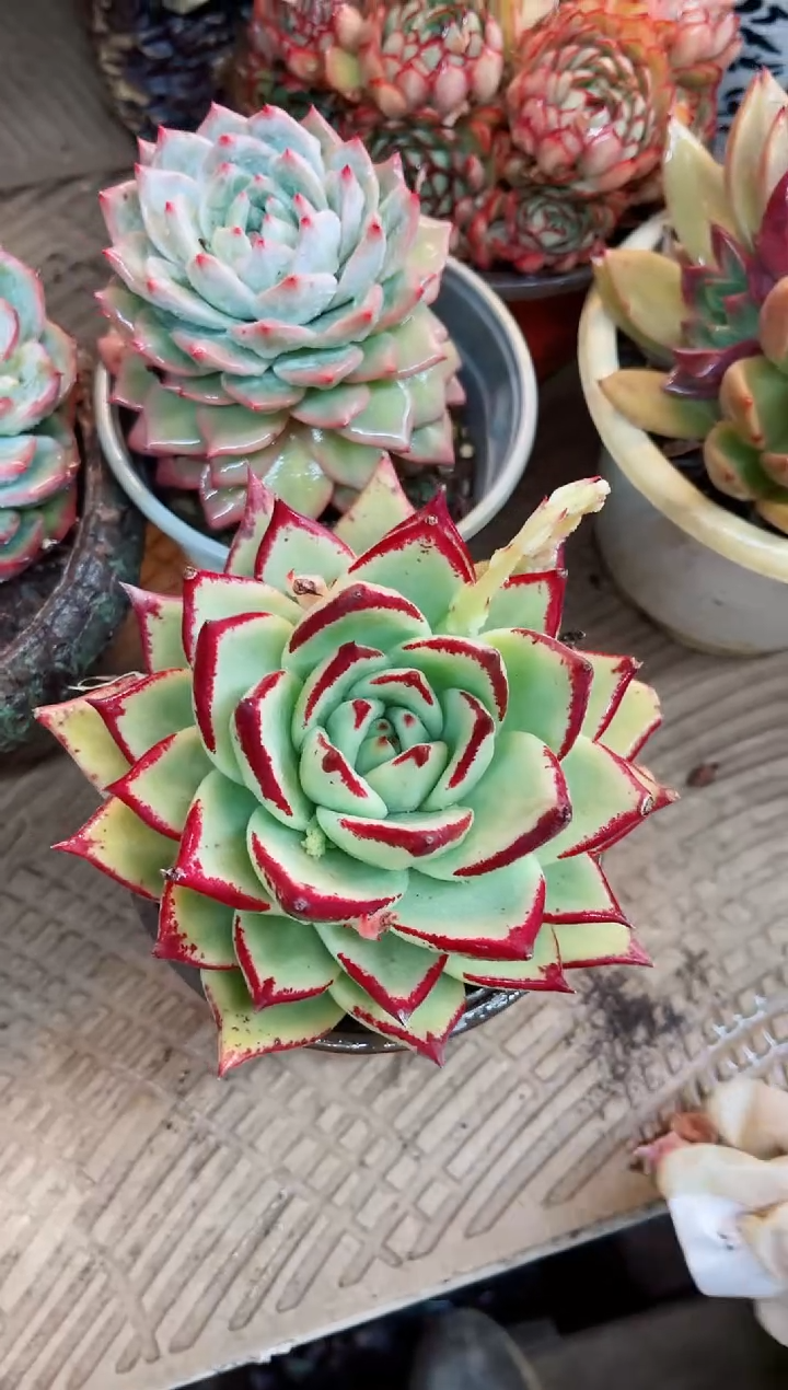 【闪购商品】25043