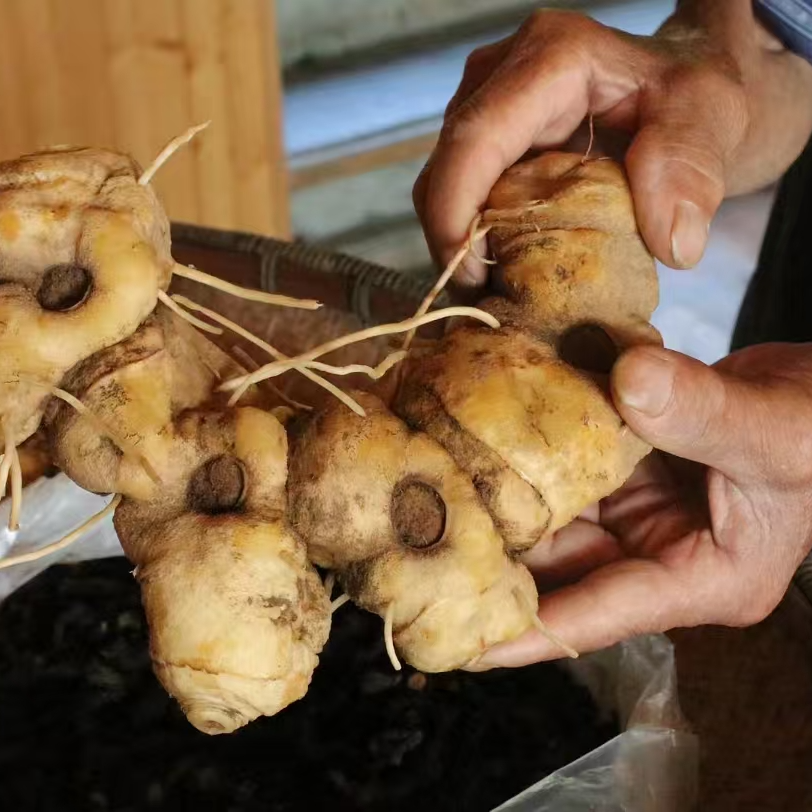 野生黄精果黄精片老虎姜顺丰发货