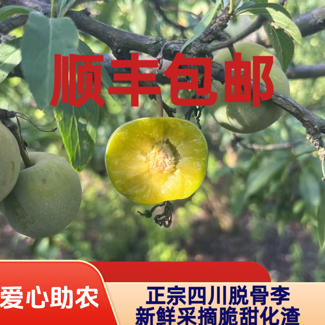小太阳爱心助农专属古蔺李子顺丰包邮新鲜采摘脆甜化渣